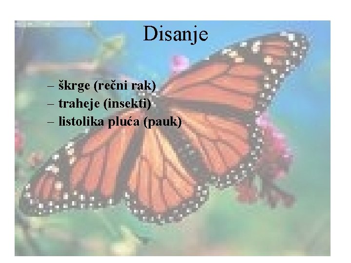 Disanje – škrge (rečni rak) – traheje (insekti) – listolika pluća (pauk) 