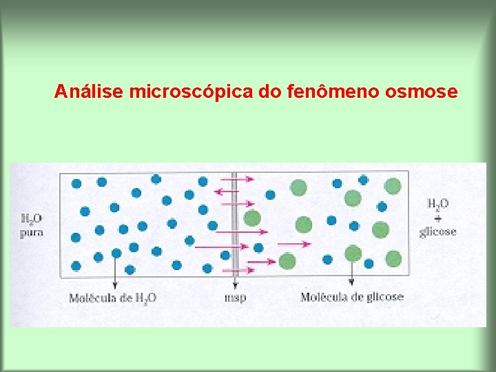 Análise microscópica do fenômeno osmose 