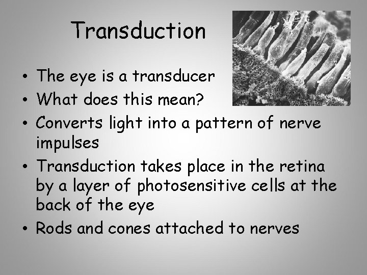 Transduction • The eye is a transducer • What does this mean? • Converts