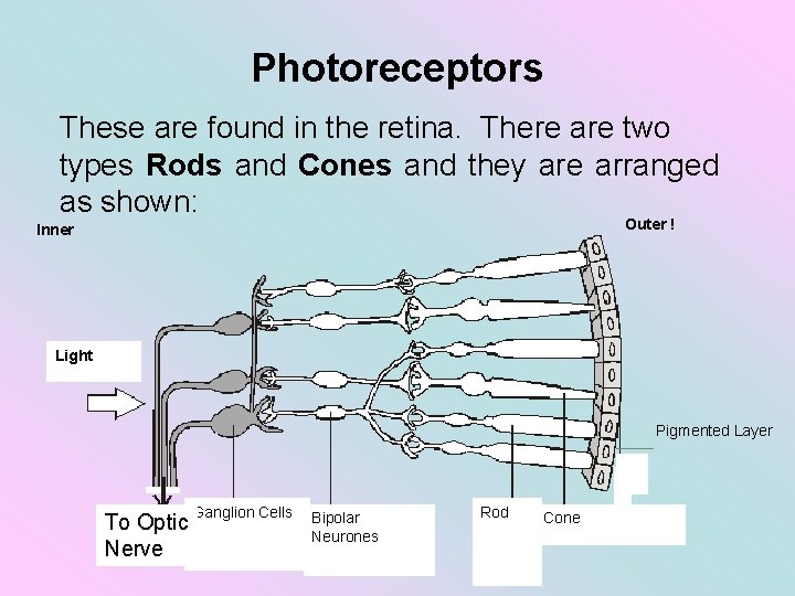 Photoreceptors These are found in the retina. There are two types Rods and Cones