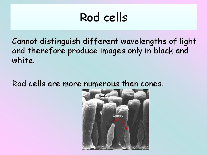 Rod cells Cannot distinguish different wavelengths of light and therefore produce images only in