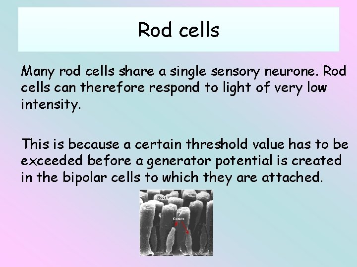 Rod cells Many rod cells share a single sensory neurone. Rod cells can therefore