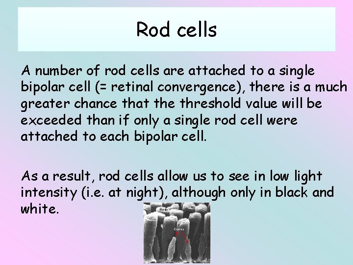 Rod cells A number of rod cells are attached to a single bipolar cell