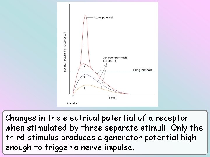 Changes in the electrical potential of a receptor when stimulated by three separate stimuli.