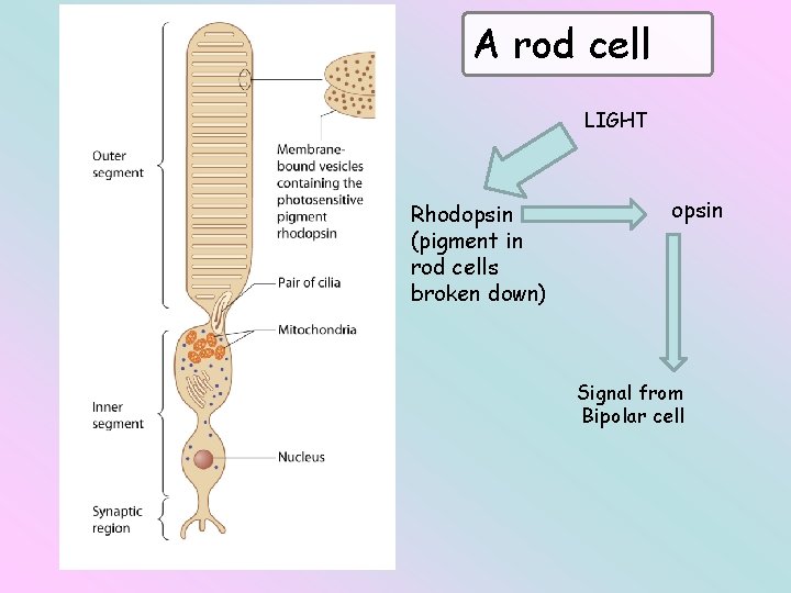 A rod cell LIGHT Rhodopsin (pigment in rod cells broken down) opsin Signal from