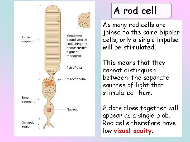 A rod cell As many rod cells are joined to the same bipolar cells,
