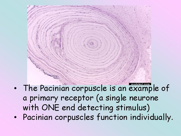  • The Pacinian corpuscle is an example of a primary receptor (a single