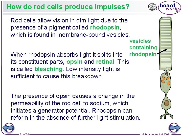 How do rod cells produce impulses? Rod cells allow vision in dim light due