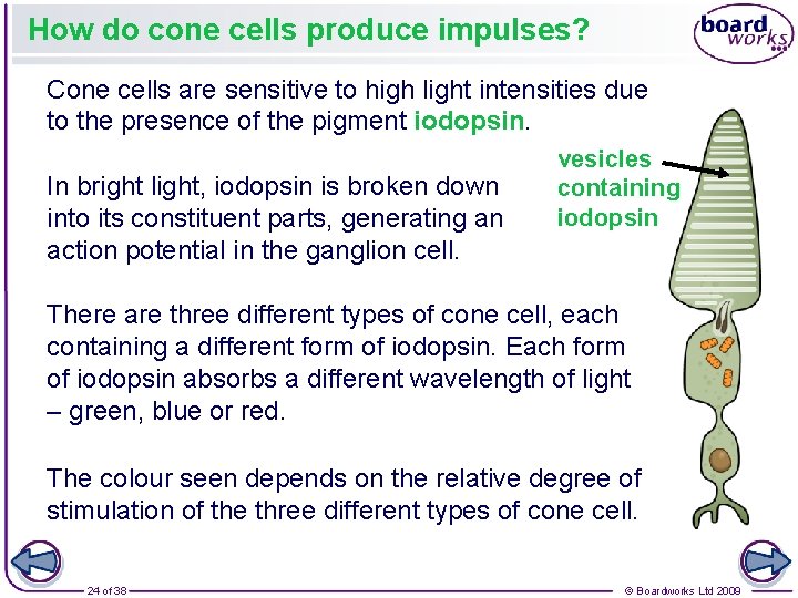 How do cone cells produce impulses? Cone cells are sensitive to high light intensities