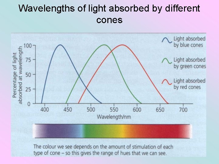 Wavelengths of light absorbed by different cones 