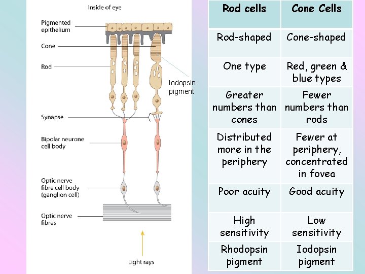 Iodopsin pigment Rod cells Cone Cells Rod-shaped Cone-shaped One type Red, green & blue