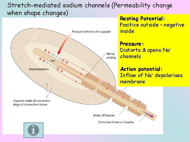 Stretch-mediated sodium channels (Permeability change when shape changes) Resting Potential: Positive outside – negative