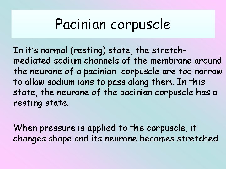 Pacinian corpuscle In it’s normal (resting) state, the stretchmediated sodium channels of the membrane