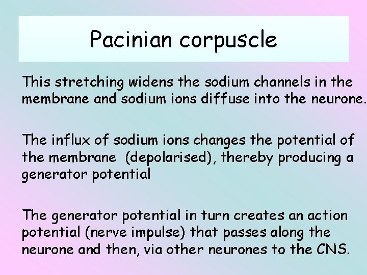 Pacinian corpuscle This stretching widens the sodium channels in the membrane and sodium ions