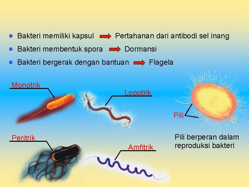Bakteri memiliki kapsul Bakteri membentuk spora Pertahanan dari antibodi sel inang Dormansi Bakteri bergerak