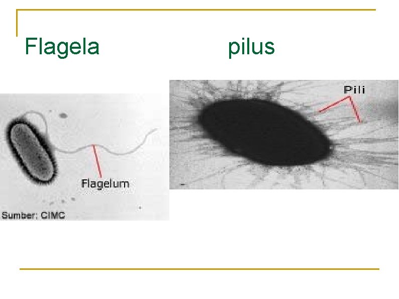 Flagela pilus 