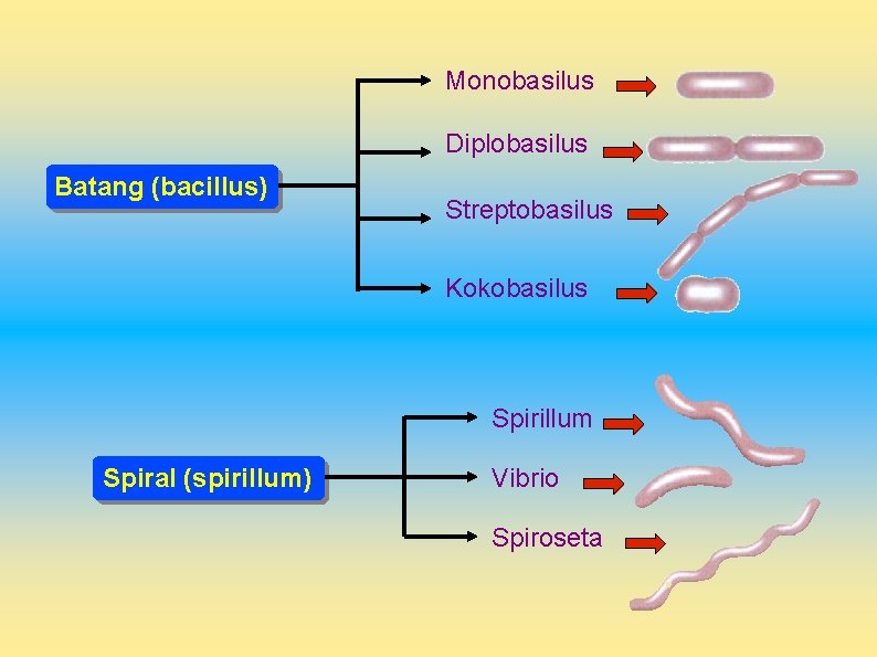 Monobasilus Diplobasilus Batang (bacillus) Streptobasilus Kokobasilus Spirillum Spiral (spirillum) Vibrio Spiroseta 