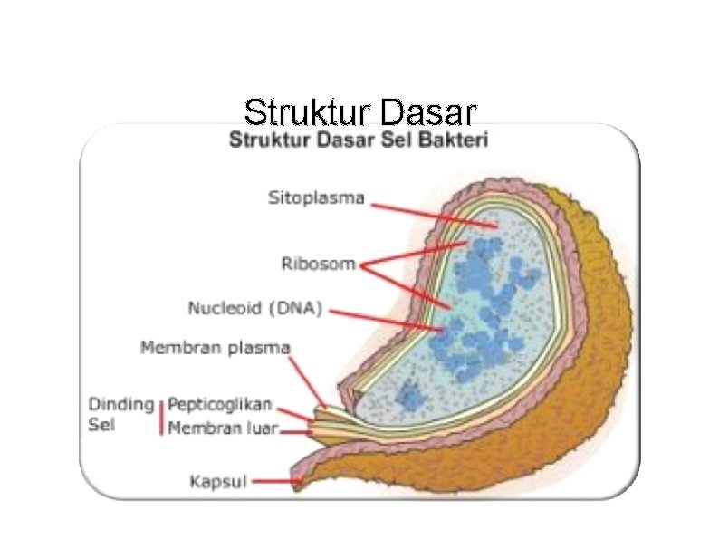 Struktur Dasar 