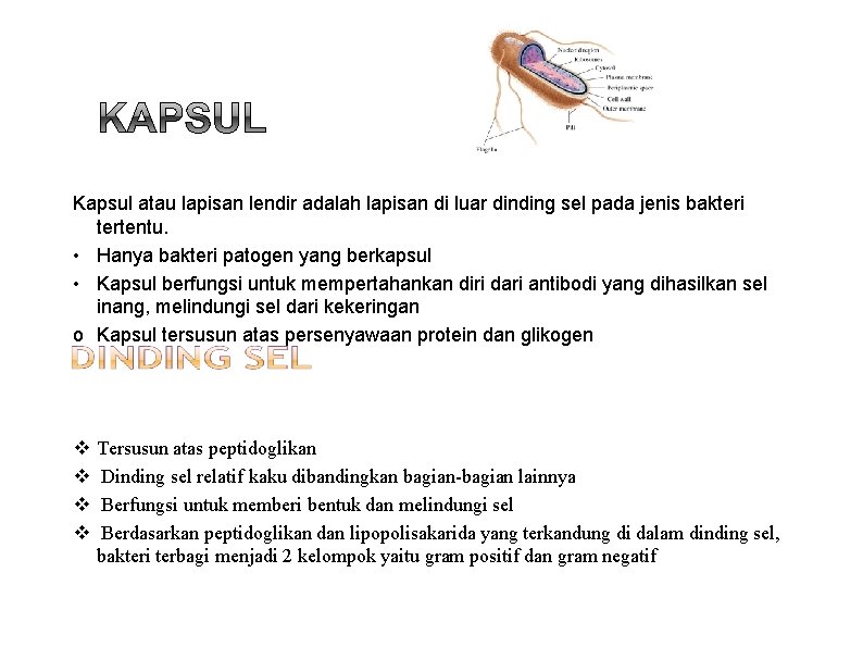 Kapsul atau lapisan lendir adalah lapisan di luar dinding sel pada jenis bakteri tertentu.