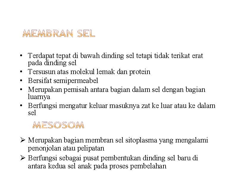  • Terdapat tepat di bawah dinding sel tetapi tidak terikat erat pada dinding