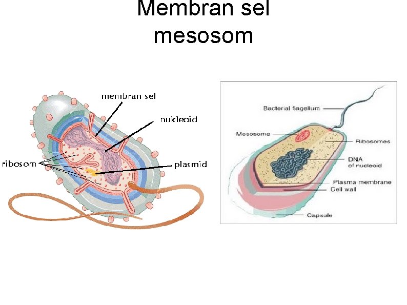 Membran sel mesosom 