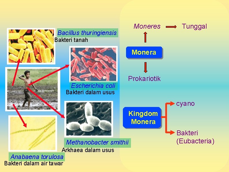 Moneres Bacillus thuringiensis Tunggal Bakteri tanah Monera Escherichia coli Prokariotik Bakteri dalam usus cyano