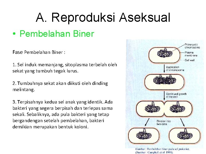 A. Reproduksi Aseksual • Pembelahan Biner Fase Pembelahan Biner : 1. Sel induk memanjang,