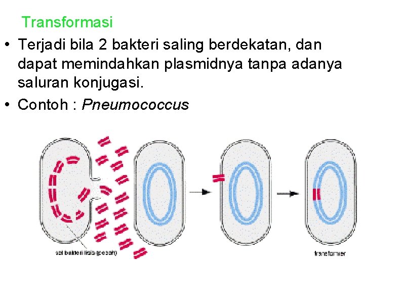 2. Transformasi • Terjadi bila 2 bakteri saling berdekatan, dan dapat memindahkan plasmidnya tanpa