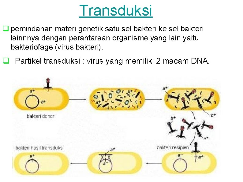 Transduksi q pemindahan materi genetik satu sel bakteri ke sel bakteri lainnnya dengan perantaraan