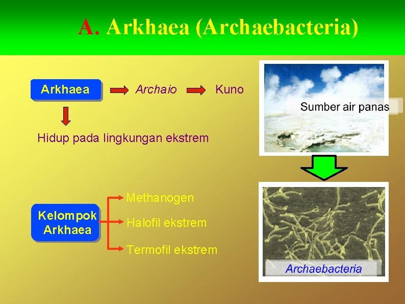 A. Arkhaea (Archaebacteria) Arkhaea Archaio Kuno Hidup pada lingkungan ekstrem Methanogen Kelompok Arkhaea Halofil