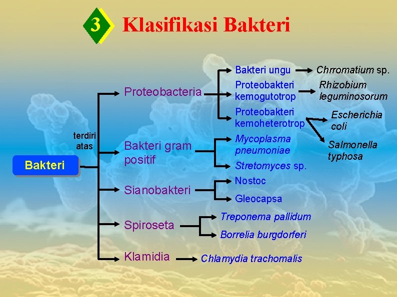 3 Klasifikasi Bakteri Proteobacteria Bakteri ungu Proteobakteri kemogutotrop Proteobakteri kemoheterotrop terdiri atas Bakteri gram