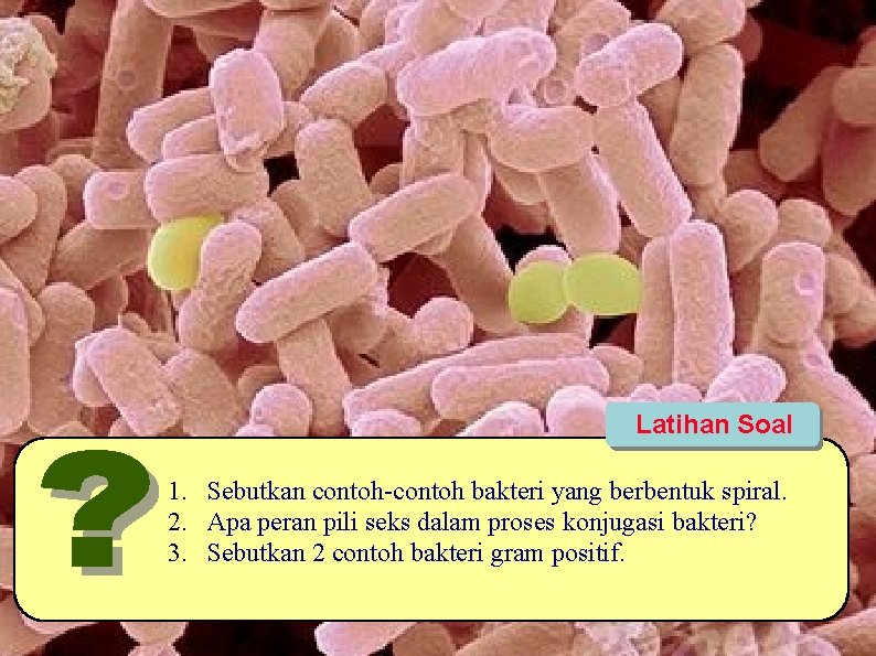 Latihan Soal 1. Sebutkan contoh-contoh bakteri yang berbentuk spiral. 2. Apa peran pili seks