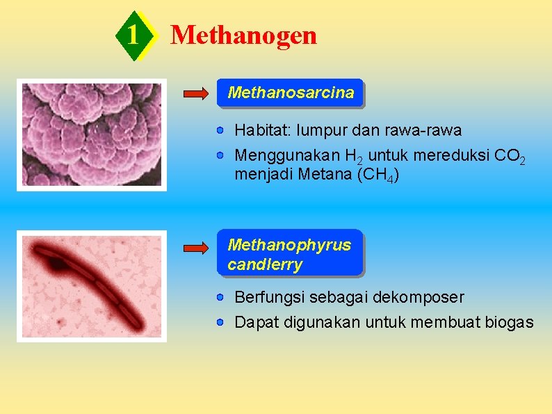 1 Methanogen Methanosarcina Habitat: lumpur dan rawa-rawa Menggunakan H 2 untuk mereduksi CO 2