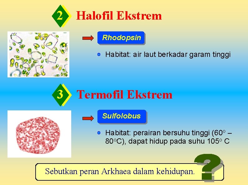 2 Halofil Ekstrem Rhodopsin Habitat: air laut berkadar garam tinggi 3 Termofil Ekstrem Sulfolobus