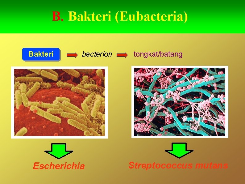 B. Bakteri (Eubacteria) Bakteri bacterion Escherichia tongkat/batang Streptococcus mutans 