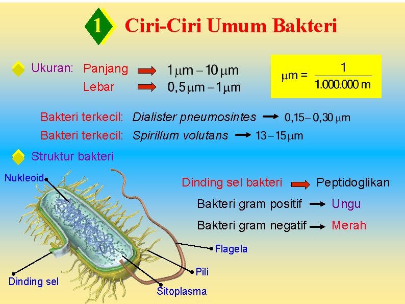 1 Ciri-Ciri Umum Bakteri Ukuran: Panjang Lebar Bakteri terkecil: Dialister pneumosintes Bakteri terkecil: Spirillum