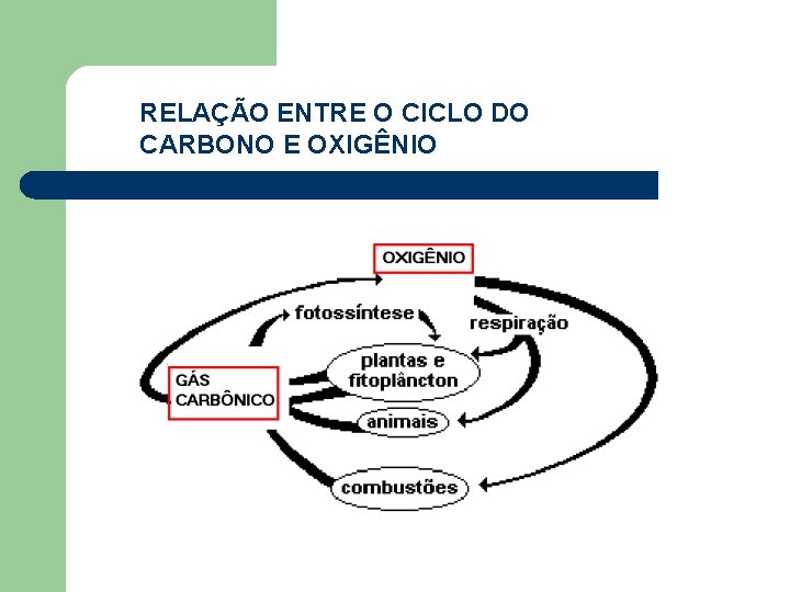 RELAÇÃO ENTRE O CICLO DO CARBONO E OXIGÊNIO 