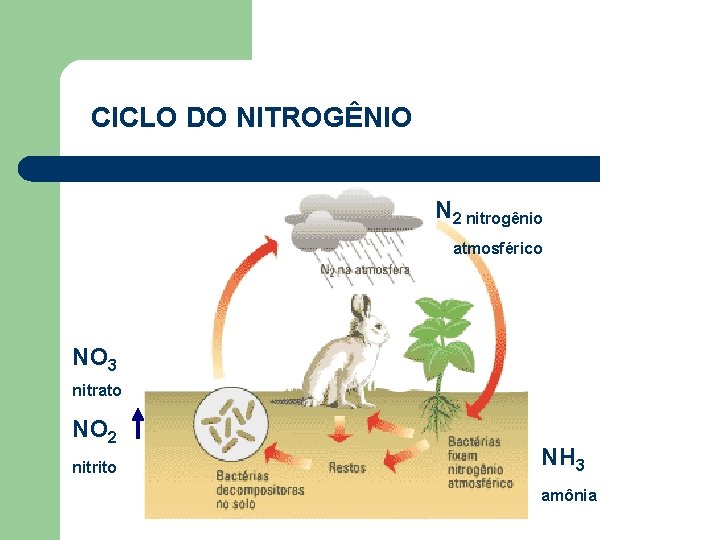 CICLO DO NITROGÊNIO N 2 nitrogênio atmosférico NO 3 nitrato NO 2 nitrito NH
