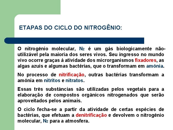 ETAPAS DO CICLO DO NITROGÊNIO: O nitrogênio molecular, N 2 é um gás biologicamente