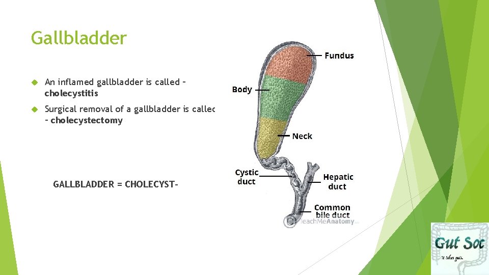 Gallbladder An inflamed gallbladder is called – cholecystitis Surgical removal of a gallbladder is