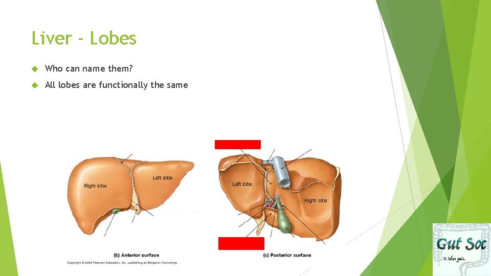 Liver - Lobes Who can name them? All lobes are functionally the same 