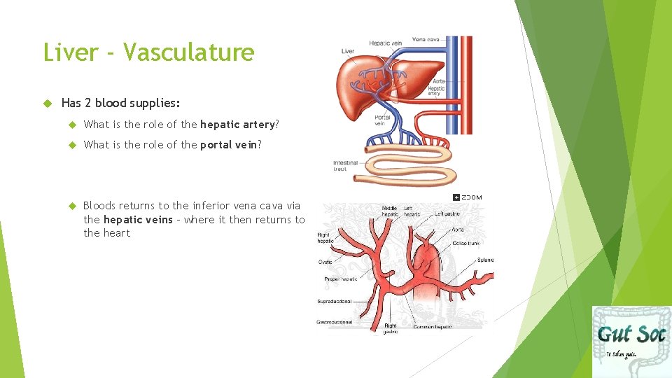 Liver - Vasculature Has 2 blood supplies: What is the role of the hepatic