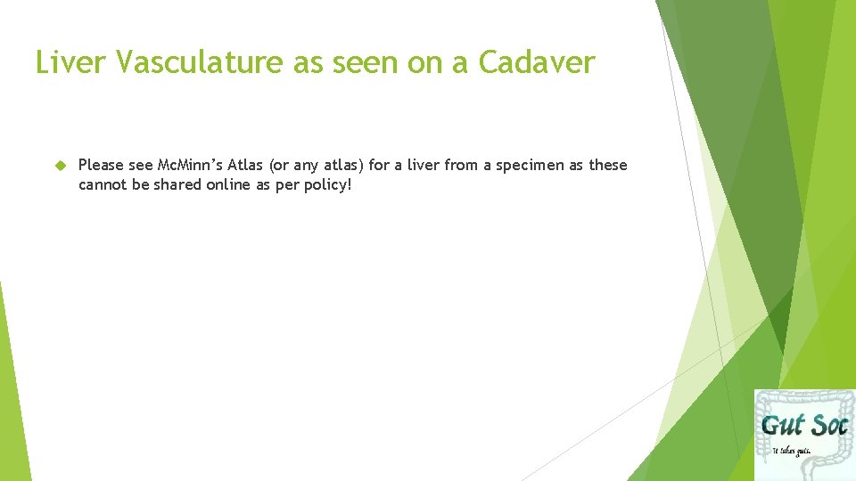 Liver Vasculature as seen on a Cadaver Please see Mc. Minn’s Atlas (or any