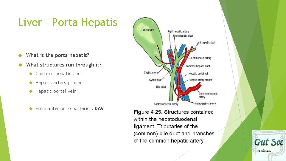 Liver – Porta Hepatis What is the porta hepatis? What structures run through it?