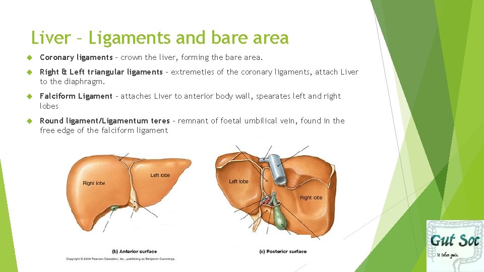 Liver – Ligaments and bare area Coronary ligaments – crown the liver, forming the