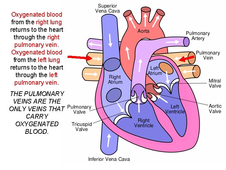 Oxygenated blood from the right lung returns to the heart through the right pulmonary