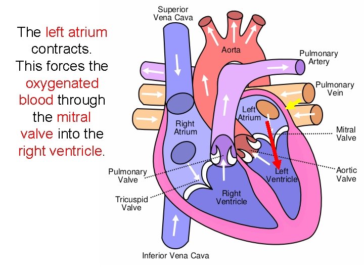 The left atrium contracts. This forces the oxygenated blood through the mitral valve into