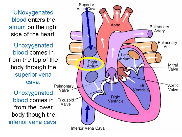 UNoxygenated blood enters the atrium on the right side of the heart. Unoxygenated blood