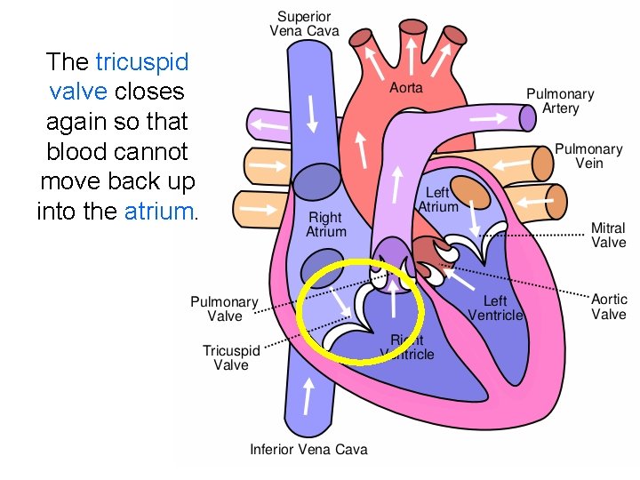 The tricuspid valve closes again so that blood cannot move back up into the