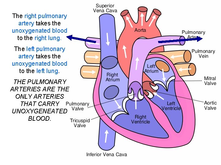 The right pulmonary artery takes the unoxygenated blood to the right lung. The left